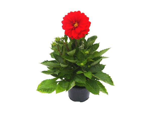 Dahlia Aztec