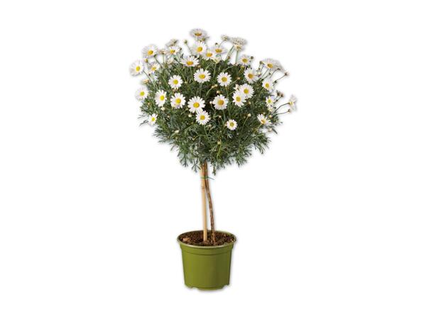 Margeritenstamm