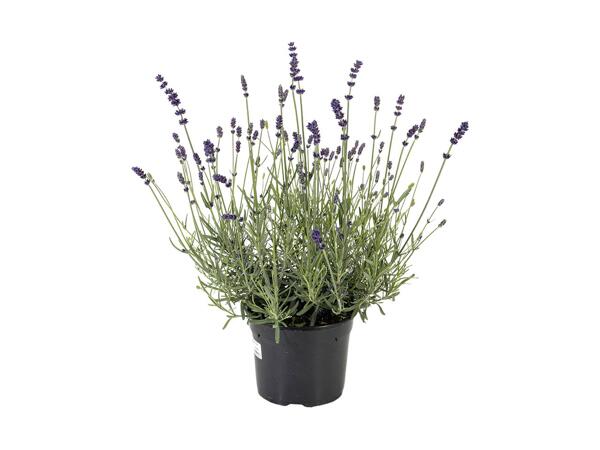 Lavendel "Hidcote blue"