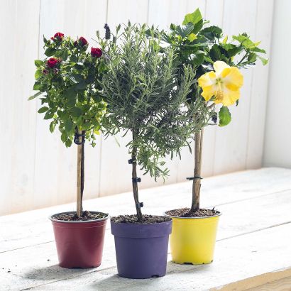 Plante de terrasse