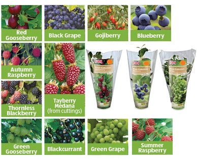 Fruit Collection
