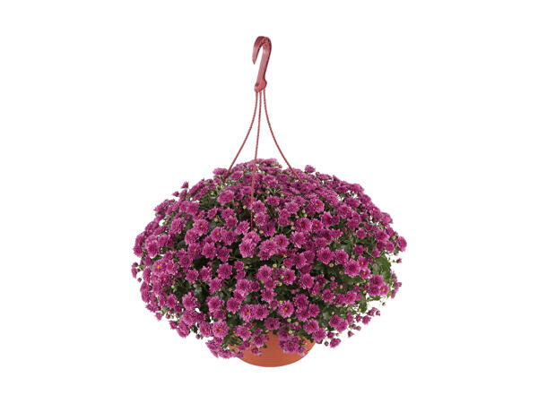 Chrysanthemum Skyfall