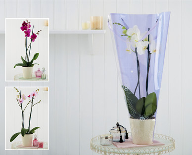 Double Stem Orchid
