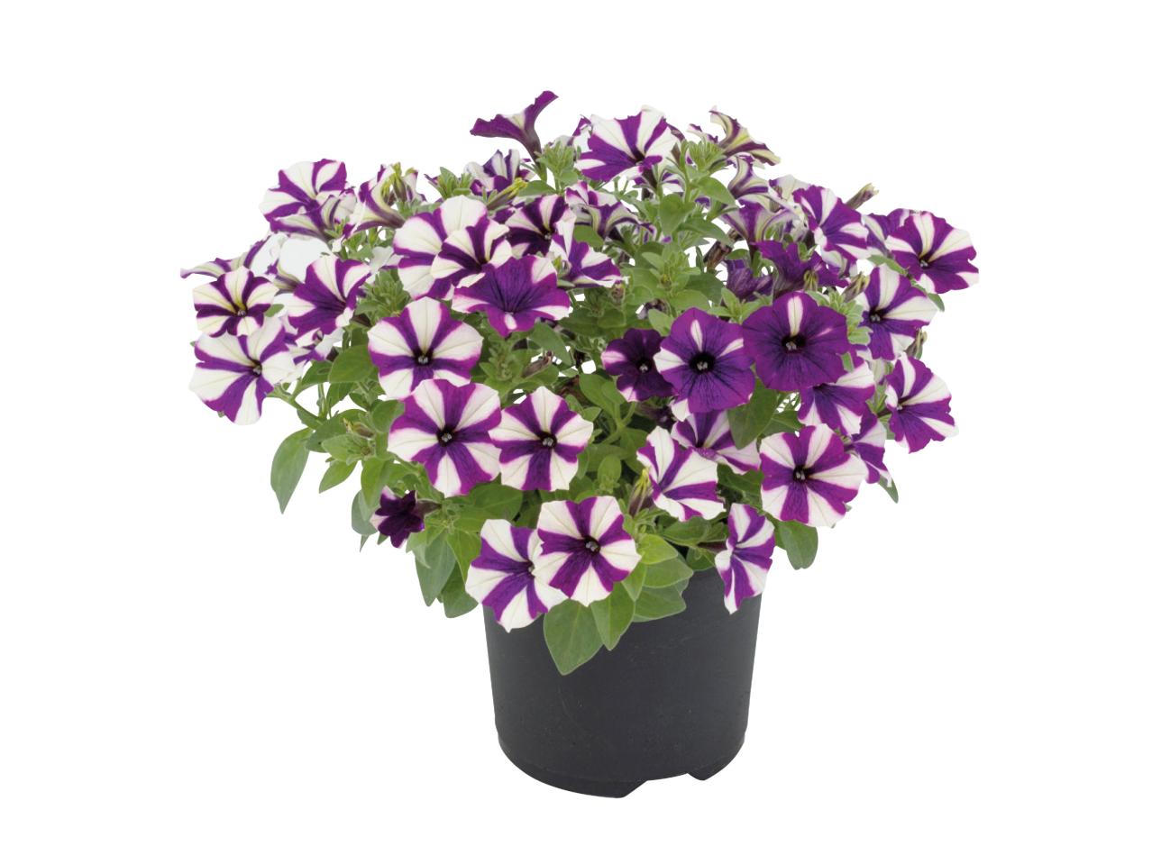 Large Patio Plants1