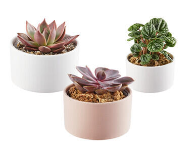 Plant with Ceramic Pot