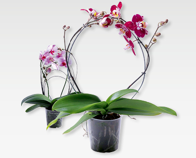 Phalaenopsis palissé avec arc/arc-en-ciel
