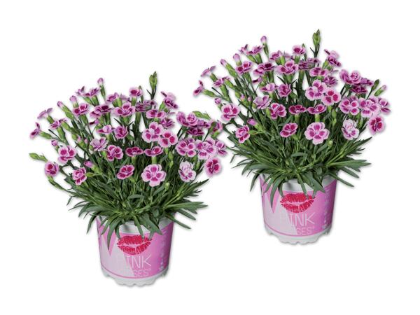 Dianthus Pink Kisses(R)