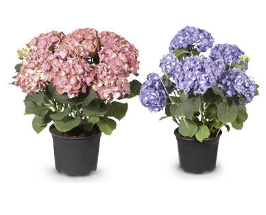 GARDENLINE Hortensien-Busch