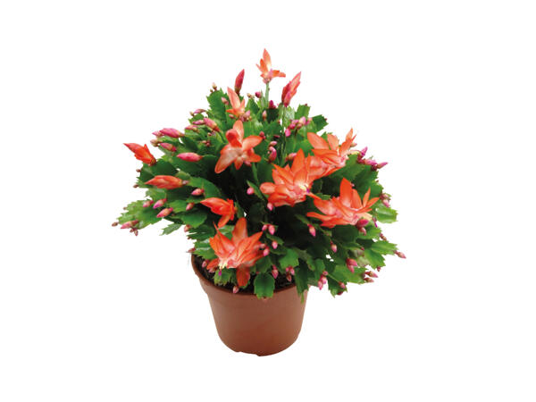 Large Christmas Cactus