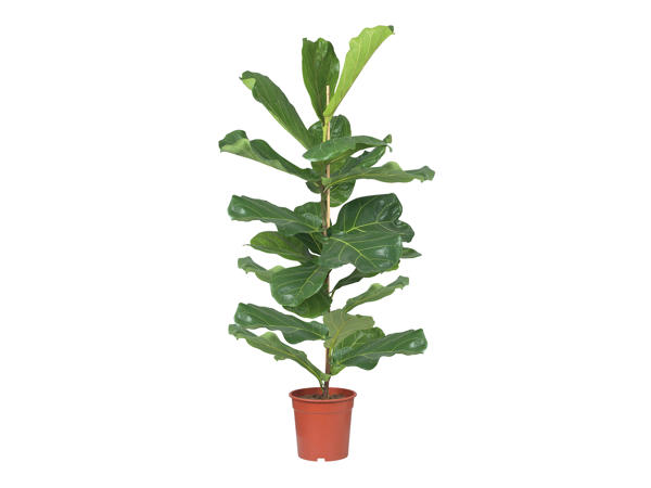 Large Green Houseplant1