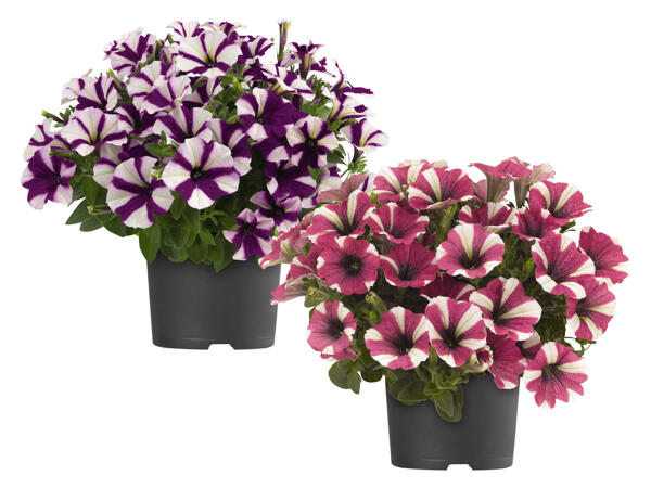 Petunia