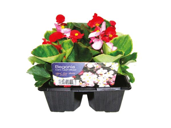 Spring Bedding 6 pack
