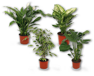 Feng Shui Energiepflanze