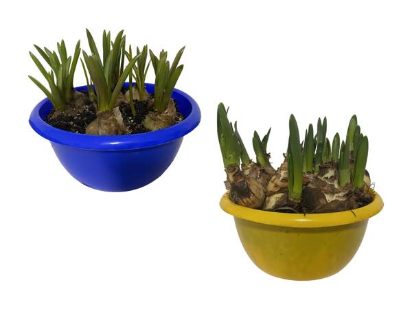 Blomstrende løgplanter i skål