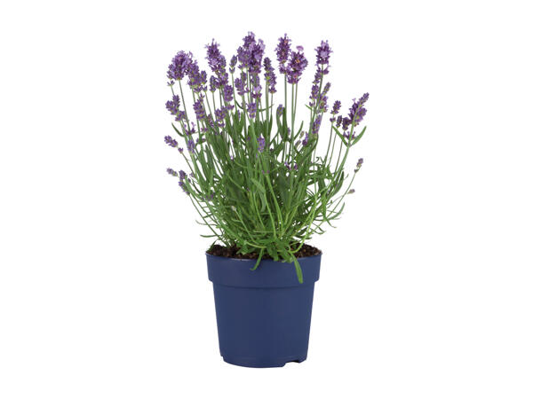 Lavanda Angustifolia