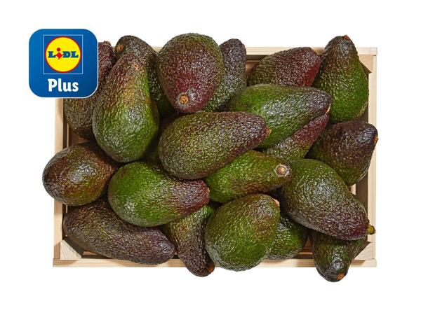 Avocat