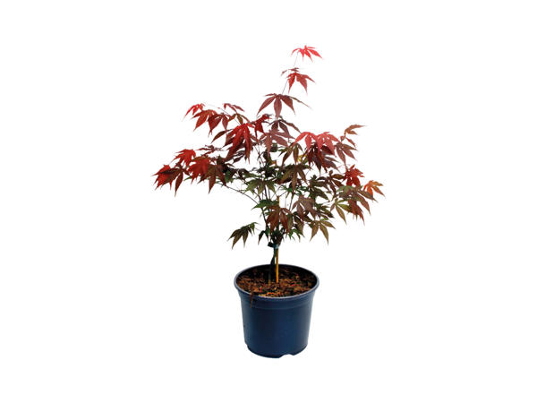 Acer1