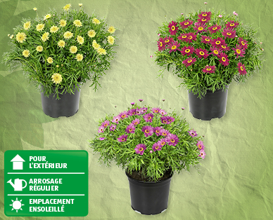 Marguerites de couleur