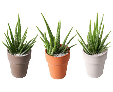 ALOE VERA