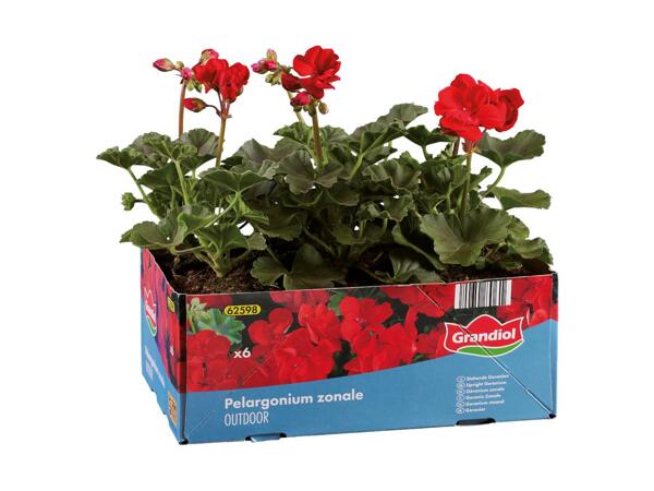 Pelargonie