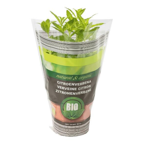 Plante aromatique bio