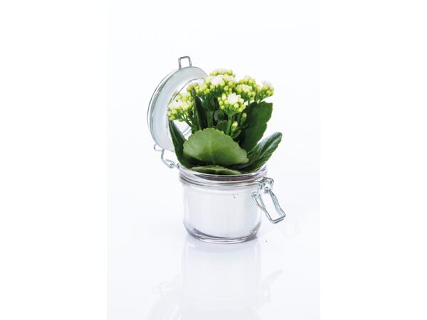 Kalanchoe