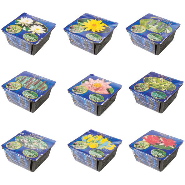 Plante aquatique