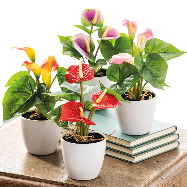 Mini-Deko-Anthurie oder -Calla