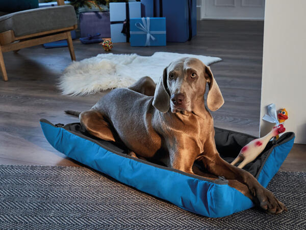 Dog Bed