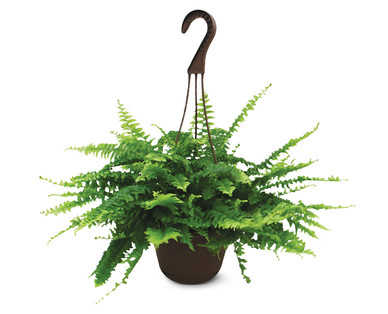 10" Boston Fern