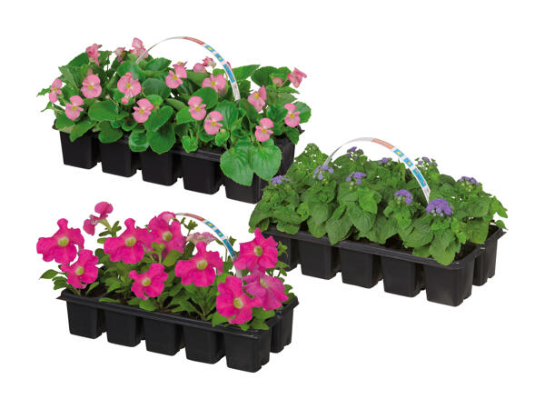 Mélange de plantes de parterre (uniquement en Suisse romande et alémanique)