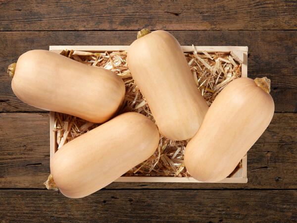 Zucca Butternut