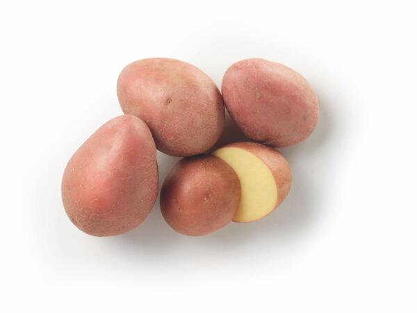 New red potatoes
