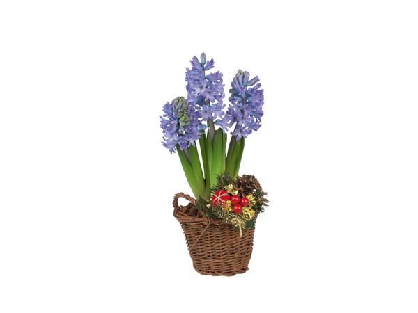 Hyacinth in Basket