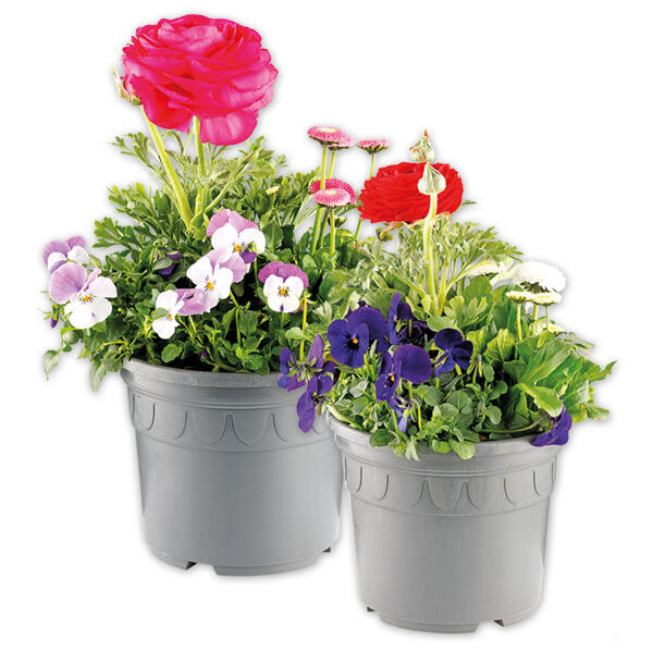 Buntes Frühlings-Trio XXL