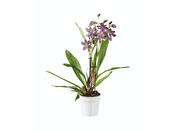 Orchidée