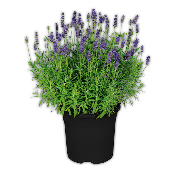 Lavendel