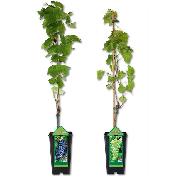 Veredelte kernarme Vitis Vinifera Tafeltrauben
