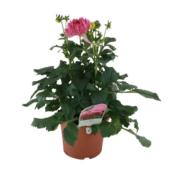 Stor Dahlia