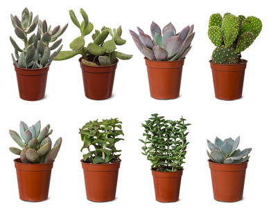 Mini Succulent