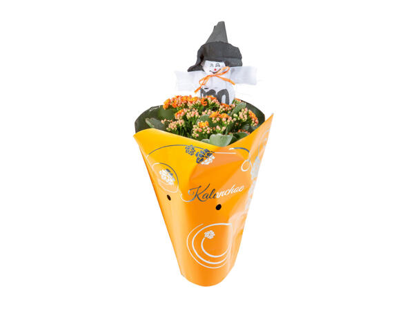 Kalanchoé Halloween