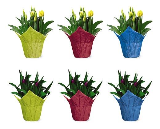 Tulips, Lilies or Hyacinths Assorted Colors