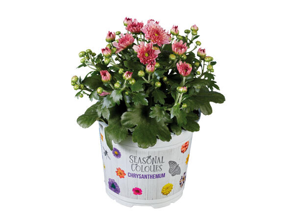 Chrysantheme Multiflora