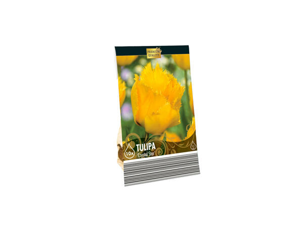 Bulbes à fleurs premium