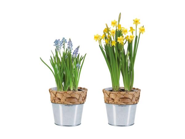 Blumenzwiebeln im Wassergrastopf