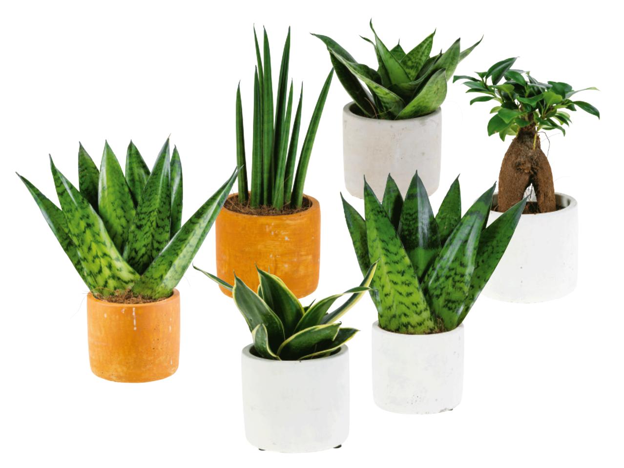 Easy Care Plants in Ceramic Pot