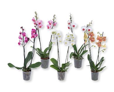 Orchidee