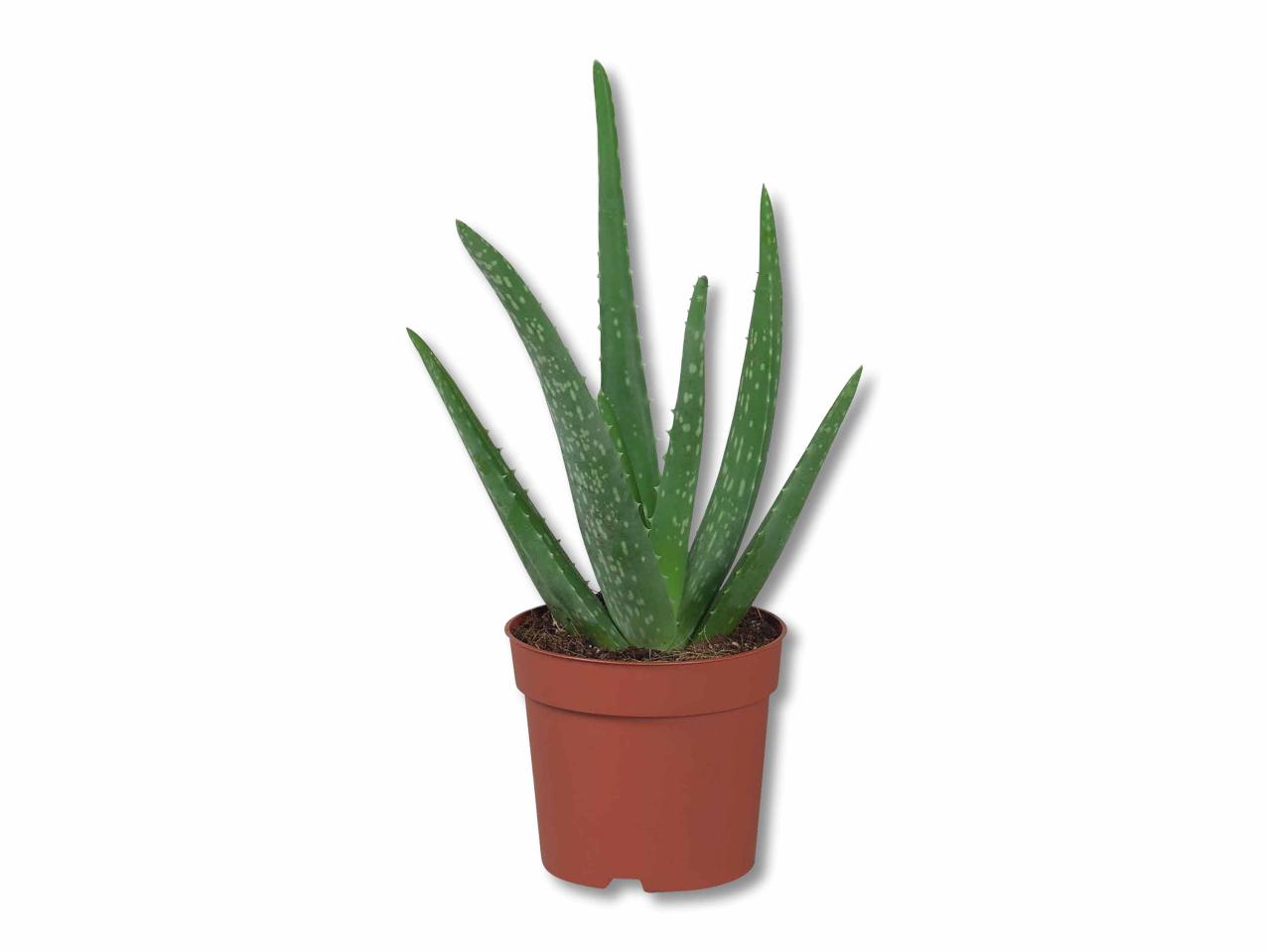 Aloe vera