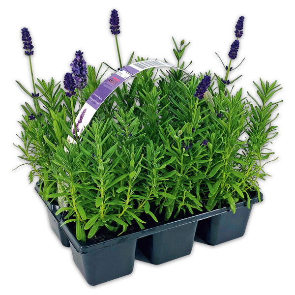 Lavendel