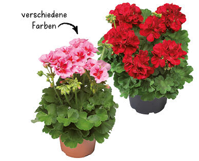PELARGONIE